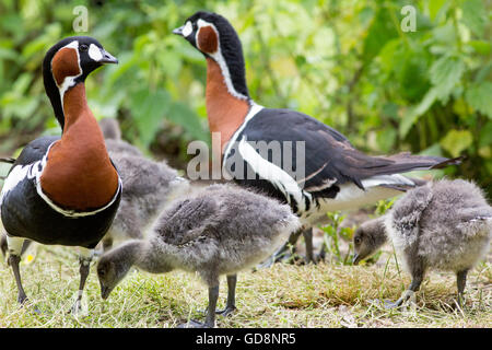 Red-breasted Gänse (Branta Ruficollis). Familie. Gänsel 18 Tage alt. Stockfoto