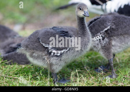 Rothalsgans (Branta Ruficollis). Gosling 22 Tage alt. Eine der sechs in Kupplung sein Elternteil aufgezogen. Harte Federn sprießen. Stockfoto