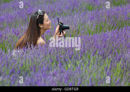 Lordington Lavender Farm, Lordington, Chichester, West Sussex, Großbritannien. 13 Juli 2016. Besucher genießen den Lavendel an einem Tag der offenen Tür in der Lordington Lavender Farm - eine junge Frau, die mit der Canon PowerShot Kamera ein Foto macht Stockfoto