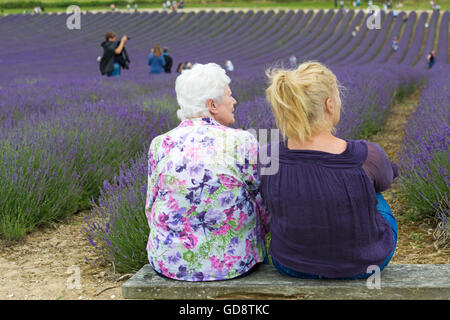 Lordington Lavender Farm, Lordington, Chichester, West Sussex, Großbritannien. 13 Juli 2016. Besucher genießen den Lavendel und spazieren an einem Tag der offenen Tür auf der Lordington Lavender Farm entlang der Reihen Stockfoto