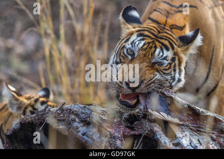 Bengalische Tigerin Familie Essen einen Kill Nilgai oder blaue Bull Antilope in Ranthambhore, Indien. (Panthera Tigris) Stockfoto