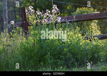 Wildblumen entlang einer alten Zaun Stockfoto