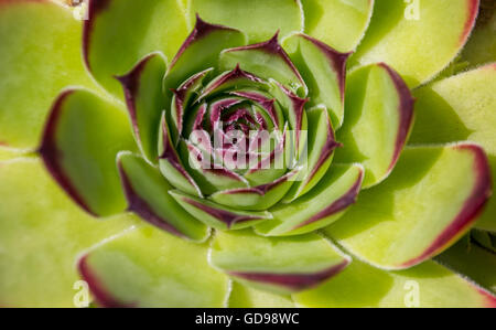 Grüne und violette Blätter auf einer Aeonium Arboreum Pflanze Stockfoto