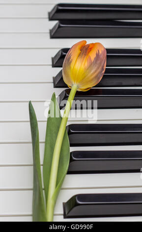 Orange Tulpe auf schwarzen und weißen Tasten des Klaviers Stockfoto