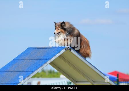 Tricolor Shetland Sheepdog (Sheltie) Klettern eine a-förmige am Hund Agility Trial Stockfoto