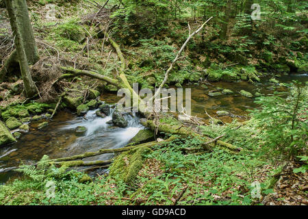 Gebirgsfluss in sommergrün bemoosten Steinen gefallen Baum fließendes Wasser Stockfoto