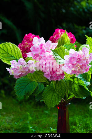 Bouquet von rosa und lila Hortensien in hellem Licht Stockfoto