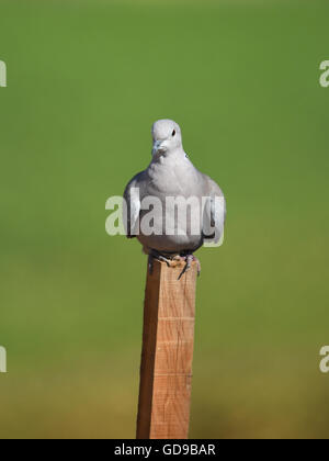 Eurasian collared dove (Streptopelia Decaocto) hocken auf Stick Stockfoto