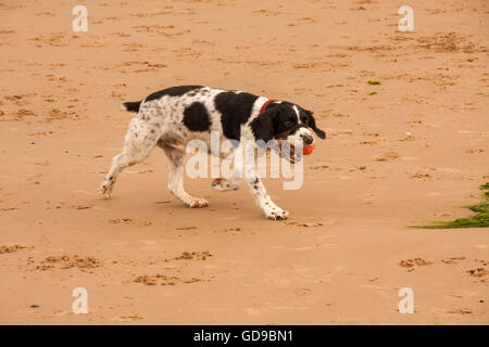 Springer Spaniel Hund spielen am Strand mit seinen Ball in Redcar im Nordosten von England Stockfoto