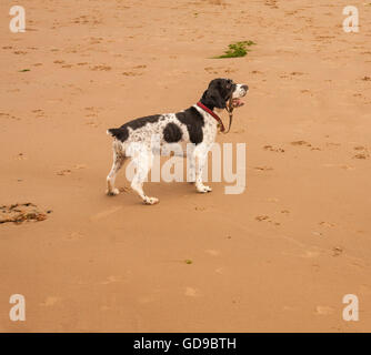 Springer Spaniel Hund spielen am Strand von Redcar im Nordosten von England Stockfoto