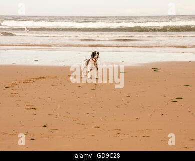 Springer Spaniel Hund spielen am Strand von Redcar im Nordosten von England Stockfoto