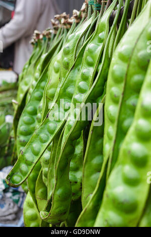 Sato ist eine Pflanze, die als Lebensmittel Zutaten Südthailand hat einen sehr stechenden Geruch Stockfoto