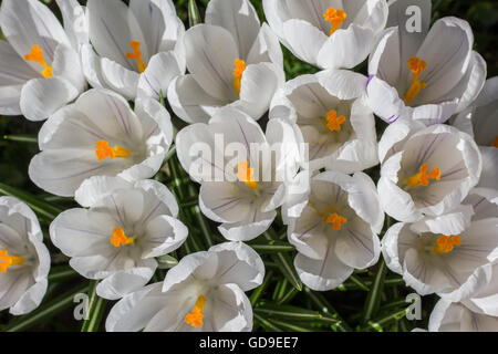 Weiße Krokusse mit gelb orange Stempel Stockfoto
