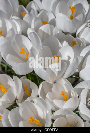 Weiße Krokusse mit gelb orange Stempel Stockfoto