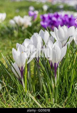 Weiß und lila Krokus in dem grünen Rasen Stockfoto