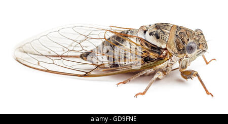 Zikade isoliert auf weißem Hintergrund. Studio Shot, Seitenansicht. Stockfoto