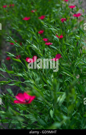 Blüte rot Flachs Stockfoto