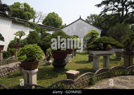 Kleinen kultivierten chinesischen Pflanzen in die Humble Administrator Garten, einen typischen chinesischen Garten im 16. Jahrhundert erbaut. Suzhou. Stockfoto