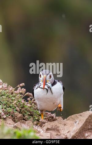 Papageitaucher auf Skomer Island Pembrokeshire laufen für den Bau mit einem Schluck Sandaal Stockfoto