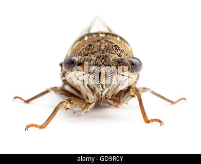 Zikade isoliert auf weißem Hintergrund. Studio gedreht, Vorderansicht. Stockfoto