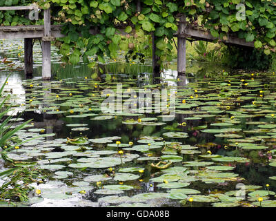 Seerosen im Hever Castle Stockfoto