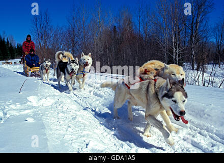 Siberian Husky, Mann Mushing seine Schlittenhunde Team, Quebec, Kanada Stockfoto