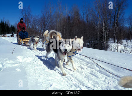 Siberian Husky, Mann Mushing seine Schlittenhunde Team, Quebec, Kanada Stockfoto