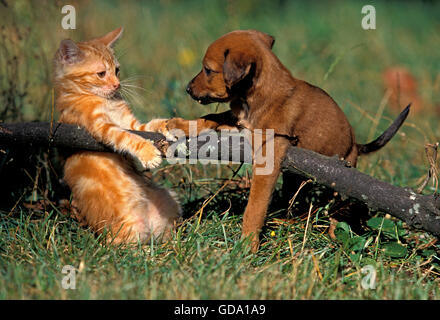 Welpe mit Red-Tabby-Hauskatze stehen auf dem Rasen Stockfoto