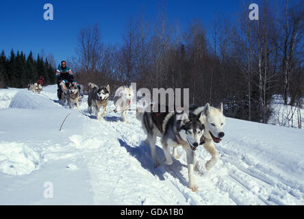 Siberian Husky, Mann Mushing seine Schlittenhunde-Team, Quebec, Kanada Stockfoto