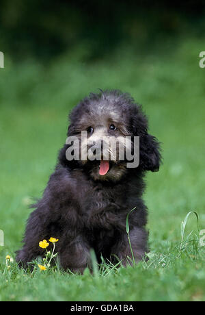 Graue Miniatur Pudelhund, Welpe, Gähnen Stockfoto