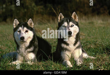 SIBERIAN HUSKY, ERWACHSENE FESTLEGUNG ON GRASS Stockfoto