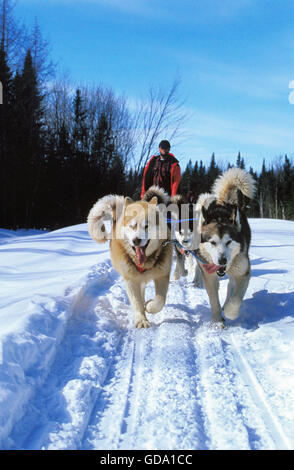 Siberian Husky Hund, Mann Mushing Sled Dog Team, Quebec, Kanada Stockfoto