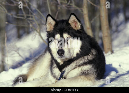 Alaskan Malamute Hund, Erwachsenen Verlegung auf Schnee Stockfoto