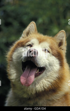 Alaskan Malamute Hund, Portrait von Erwachsenen mit Zunge heraus Stockfoto