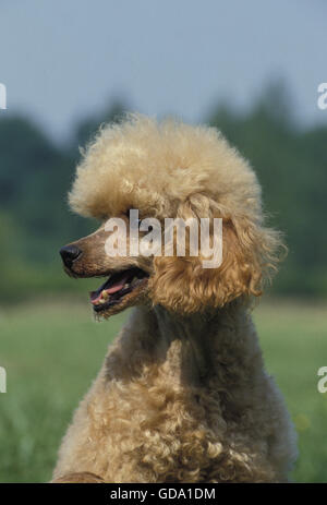 Apricot Zwergpudel, Portrait des Hundes Stockfoto