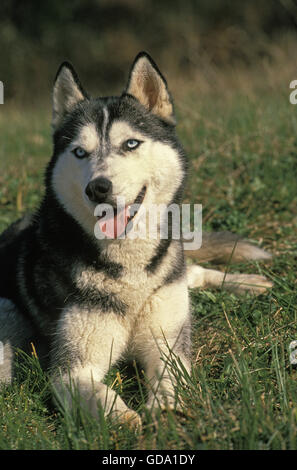 Siberian Husky Hund Verlegung auf Rasen Stockfoto