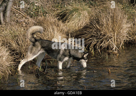 Siberian Husky Hund Wasser Stockfoto