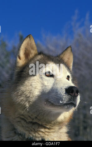 Porträt von Alaskan Malamute Hund Stockfoto