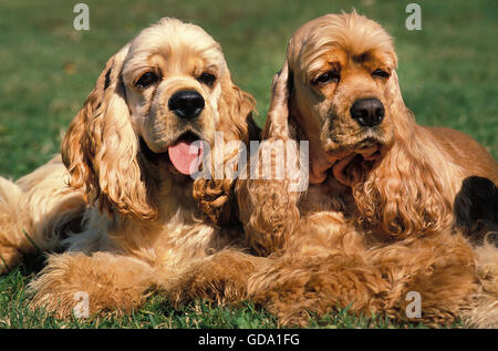 American Cocker Spaniel, Erwachsene Verlegung auf Rasen Stockfoto