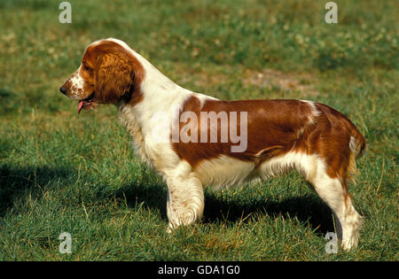 WELSH SPRINGER SPANIEL, ERWACHSENE Stockfoto