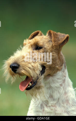 RAUHHAAR FOXTERRIER, PORTRÄT VON ERWACHSENEN Stockfoto