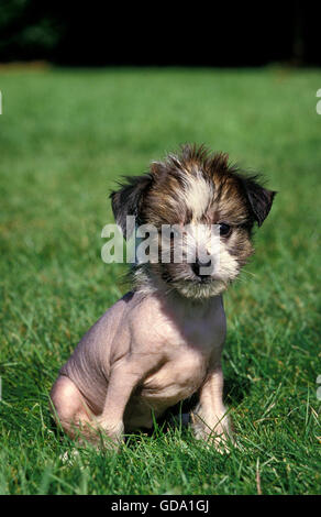 DER CHINESISCHE SCHOPFHUND WELPEN SITZEN AUF RASEN Stockfoto