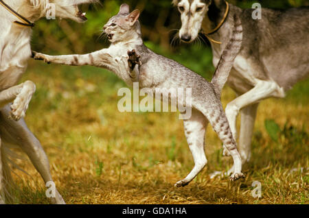 Orientalische Hauskatze mit Saluki Hunde, Aggressive Haltung Stockfoto