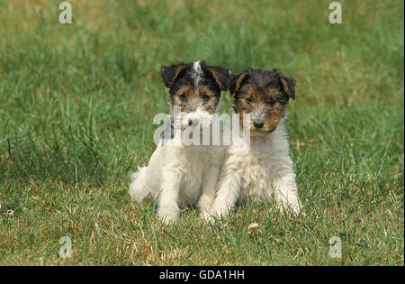 RAUHHAAR FOXTERRIER HUND, WELPEN SITZEN AUF DEM RASEN Stockfoto