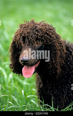 Irish Water Spaniel, Porträt des erwachsenen Hundes Stockfoto