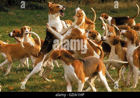 GROßER ANGLO-FRANZÖSISCHEN TRICOLOUR HOUND UND GROßER ANGLO-FRANZÖSISCHEN WEIßEN UND ORANGEFARBENEN HUND, ERWACHSENEN KÄMPFEN Stockfoto