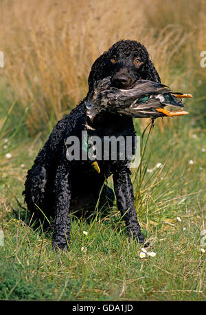 Irish Water Spaniel, Hund mit Stockente im Maul Stockfoto