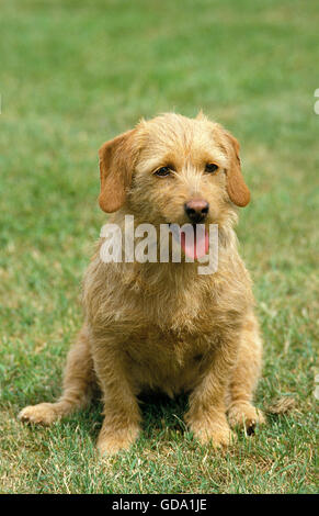 BRITTABY FAWN BASSET ODER BASSET FAUVE DE BRETAGNE, ERWACHSENEN SITZEN AUF GRASLAND Stockfoto