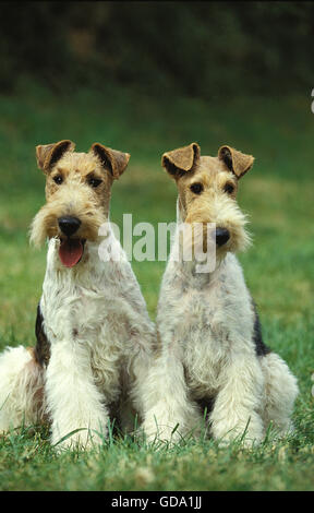 RAUHHAAR FOXTERRIER, ERWACHSENE SITZEN AUF RASEN Stockfoto