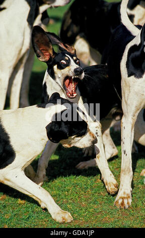 Anglo-französischen weißen und schwarzen Hound, Pack mit zwei kämpfen Stockfoto